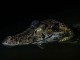The Mysterious History Of Crocodiles History of Crocodiles