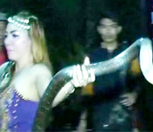 Cobra Bite Kills a Popstar