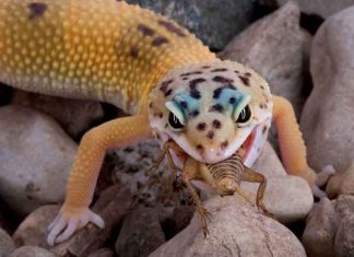 Leopard Gecko