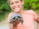 How To Raise Baby Turtles? A Beginner’s Guide baby turtles