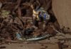 The Blue Lizard That Blew My Mind: Part 2