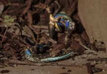 The Blue Lizard That Blew My Mind: Part 2
