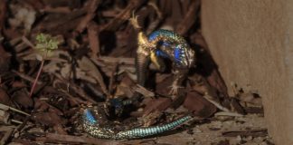 The Blue Lizard That Blew My Mind: Part 2