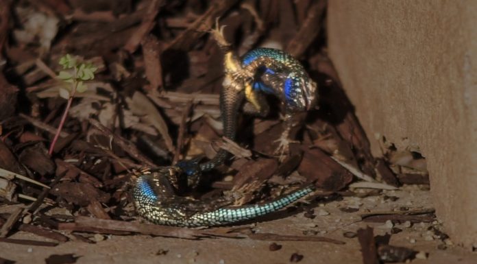 The Blue Lizard That Blew My Mind: Part 2