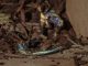 The Blue Lizard That Blew My Mind: Part 2