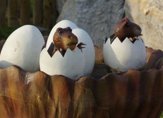 Lizard eggs
