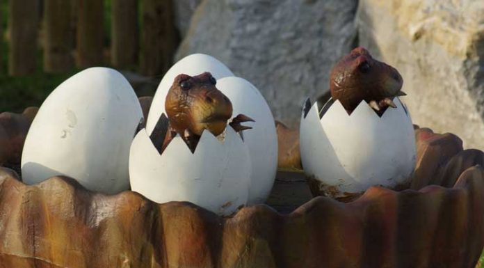 Do Lizards Lay Eggs? A Short Guide On Lizard Eggs and More Lizard eggs