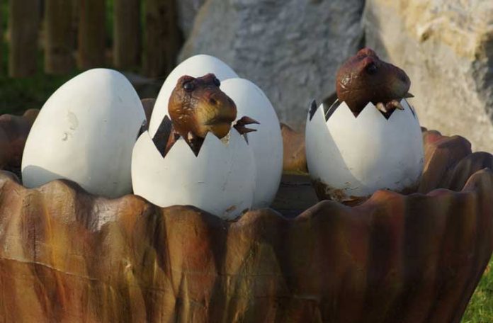 Lizard eggs