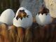 Do Lizards Lay Eggs? A Short Guide On Lizard Eggs and More Lizard eggs