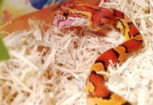 Famous Sunshine State Snakes: Who Is the Florida Brown Snake ? corn snake