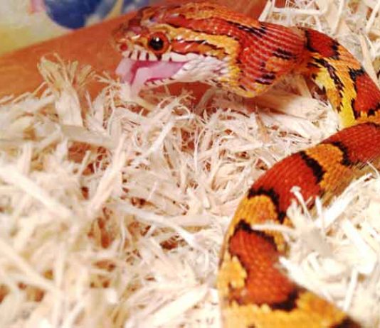 corn snake