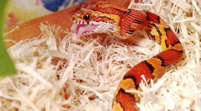 Famous Sunshine State Snakes: Who Is the Florida Brown Snake ? corn snake