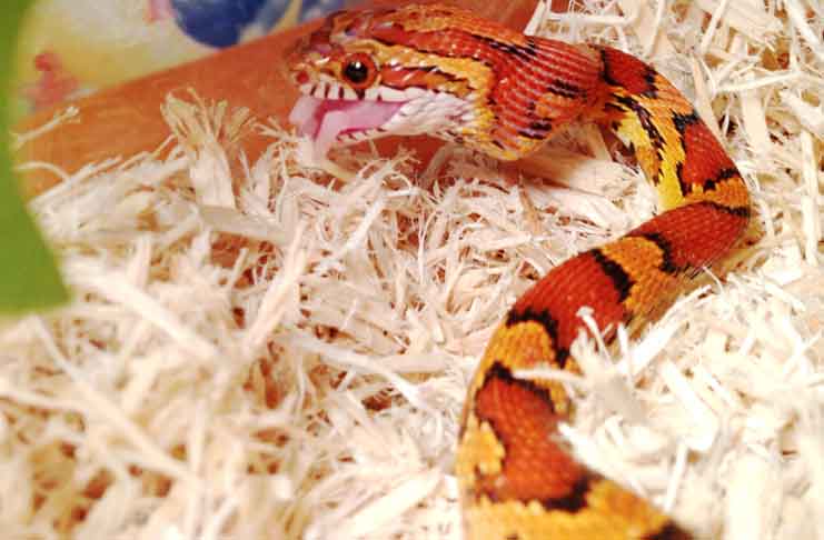 corn snake