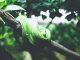 Can Snakes be used as Therapy Pet? Therapy pets