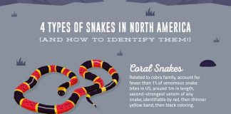 How to Prevent (and Survive!) a Deadly Snake Bite in North America