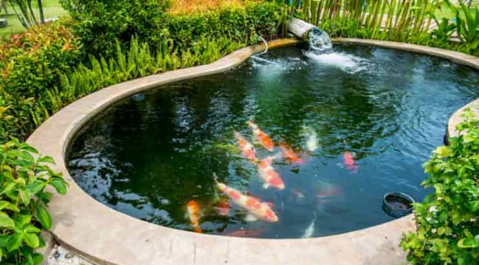 5 Secrets Behind A Perfect Fish Pond fish pond
