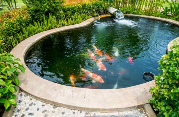 fish pond