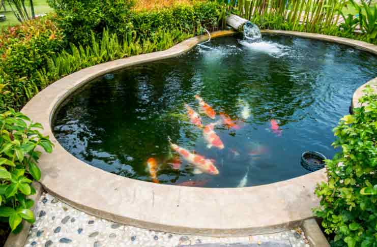 5 Secret Behind A Perfect Fish Pond