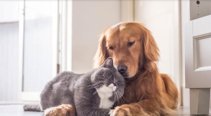 Cat or A Dog? Which Is Cheaper To Own? cat or dog