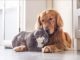 Cat or A Dog? Which Is Cheaper To Own? cat or dog