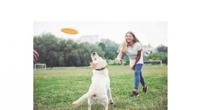 5 Essential Rules In Giving Dog Treats Dog Treats