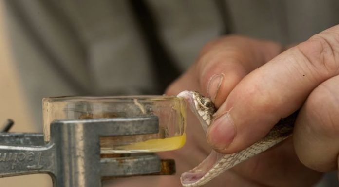 Studies of Snake Venom and Its Effects snake venom