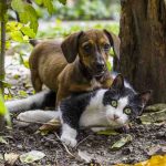 Finding the Best Flea Treatment for Your Cats and Dogs Flea Treatment for Cats and Dogs