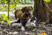 Finding the Best Flea Treatment for Your Cats and Dogs Flea Treatment for Cats and Dogs