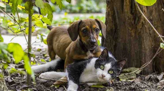 Flea Treatment for Cats and Dogs