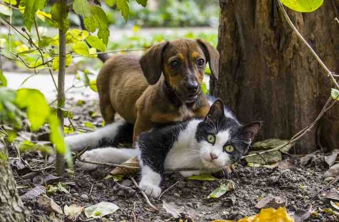 Flea Treatment for Cats and Dogs