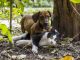 Finding the Best Flea Treatment for Your Cats and Dogs Flea Treatment for Cats and Dogs