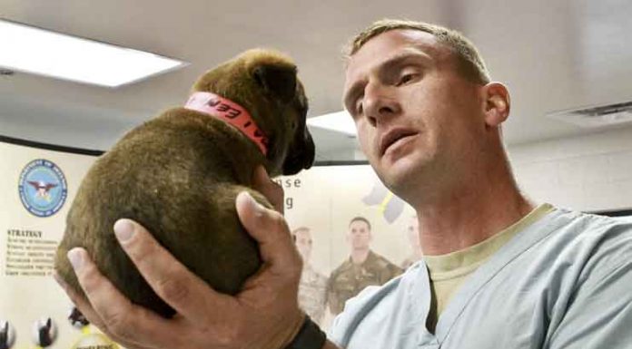 Man’s Best Friend Has a New Best Friend: CBD Oil CBD Oil