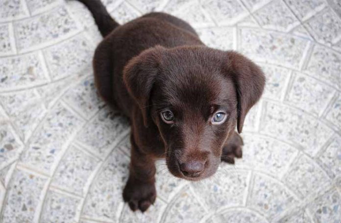 Labrador Retriever puppy