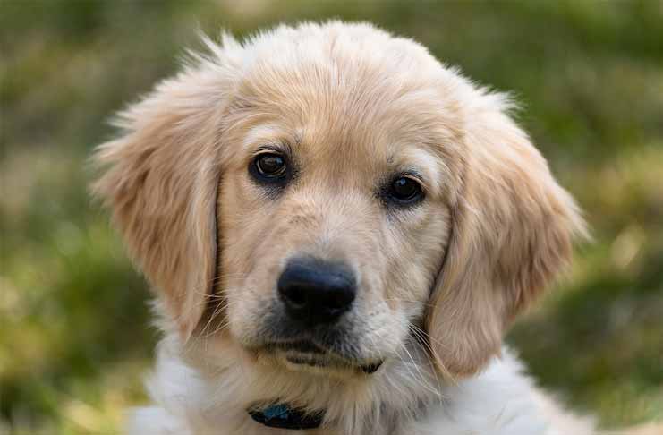 Labrador Retriever 