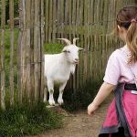4 Innovative Ways to Feed Your Pets ways to feed your pets