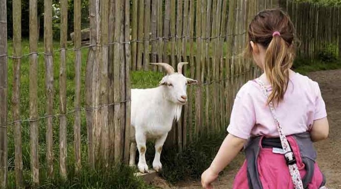 4 Innovative Ways to Feed Your Pets ways to feed your pets