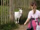4 Innovative Ways to Feed Your Pets ways to feed your pets