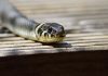 Home Remedies That Can Help You to Get Rid of Snakes Get Rid of Snakes