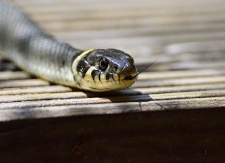 Get Rid of Snakes