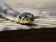 Home Remedies That Can Help You to Get Rid of Snakes Get Rid of Snakes