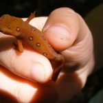 Choosing an Exotic Pet Veterinarian: Tips and FAQs Choosing an Exotic Pet Veterinarian