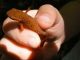Choosing an Exotic Pet Veterinarian: Tips and FAQs Choosing an Exotic Pet Veterinarian