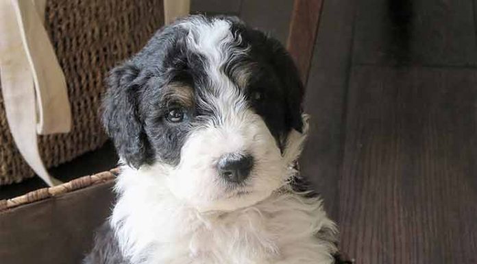 Why Is The Mini Bernedoodle You Potential Companion? Mini Bernedoodles