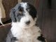 Why Is The Mini Bernedoodle You Potential Companion? Mini Bernedoodles
