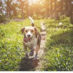 Five Most Incredible Dog Breeds Incredible Dog Breeds