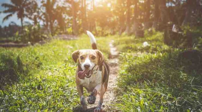 Five Most Incredible Dog Breeds Incredible Dog Breeds