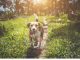 Five Most Incredible Dog Breeds Incredible Dog Breeds