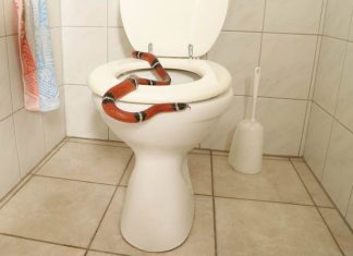 Keep Your Home Safe From Snakes