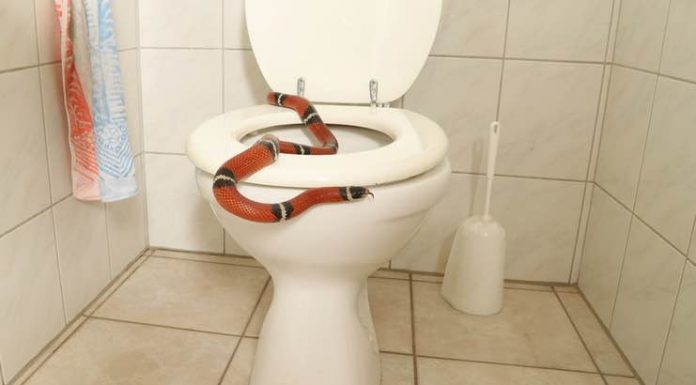 How To Keep Your Home Safe From Snakes Keep Your Home Safe From Snakes