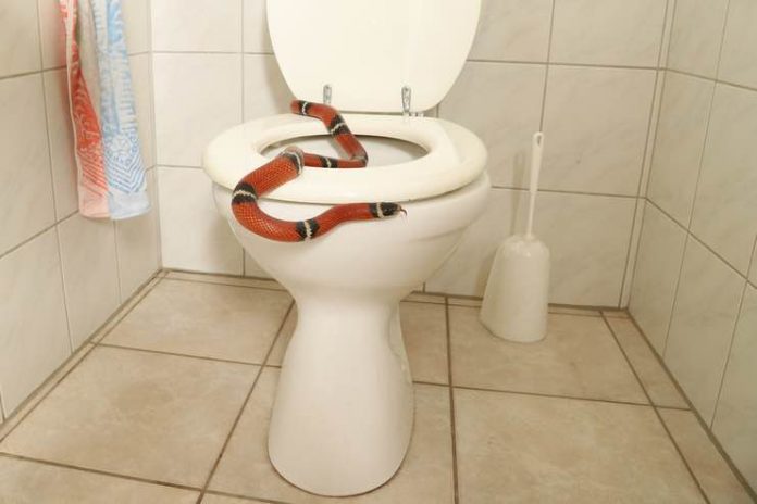 Keep Your Home Safe From Snakes